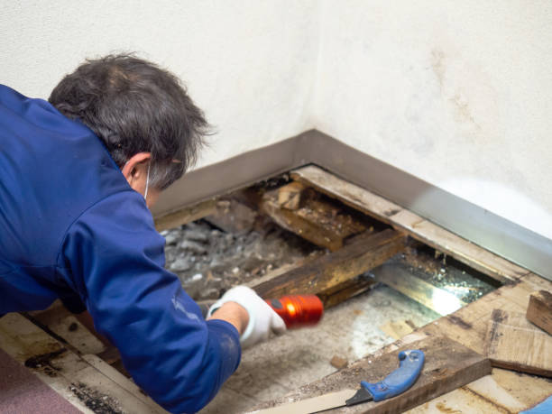 Best Mold Remediation for Schools in Rumson, NJ