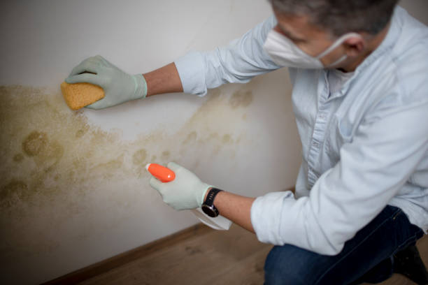 Best Industrial Mold Remediation in Rumson, NJ