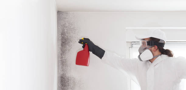 Best Attic Mold Remediation in Rumson, NJ