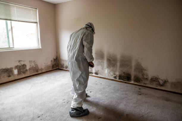 Professional Mold Remediation in Rumson, NJ